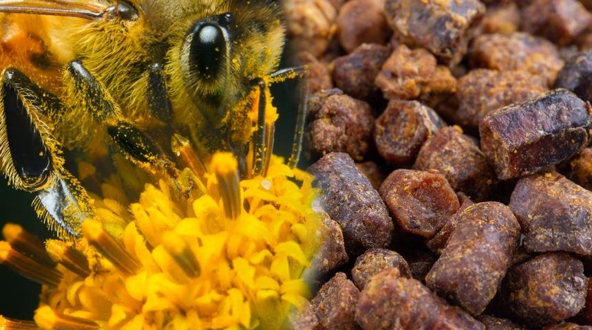 Arılar yavrularını besliyor! Türkiye’nin yeni keşfi: Kolon kanserini önler, enerji verir, mikropları yok eder