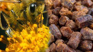 Arılar yavrularını besliyor! Türkiye’nin yeni keşfi: Kolon kanserini önler, enerji verir, mikropları yok eder