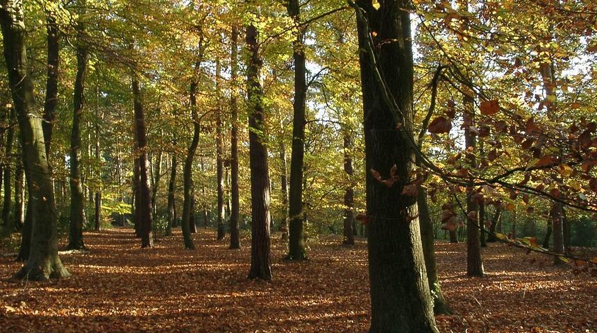 Hatay'da ormanlık alanlara giriş yasaklandı mı? Hatay'da ormanlara girmek ne zamana kadar yasak?