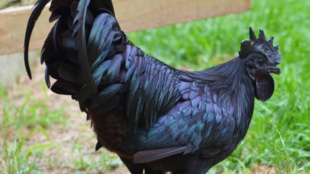 Siyah tavuk Ayam Cemani: Yumurtası, eti, kemiği bile kapkara