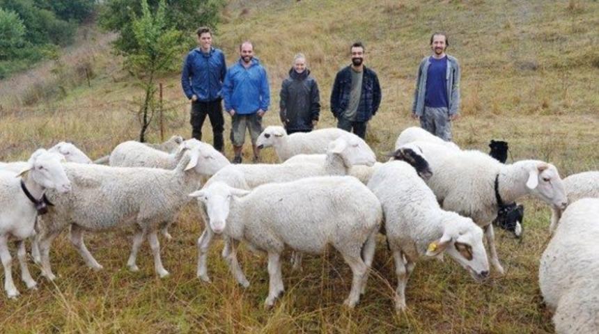Anadolu Meraları&rsquo;nın yabani koyunları