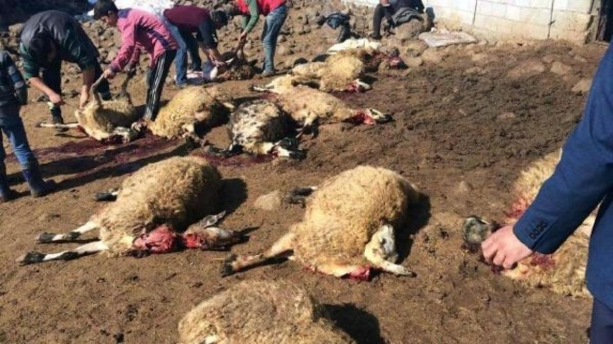 Sabah kalktı, koyunlarını &ouml;l&uuml; buldu