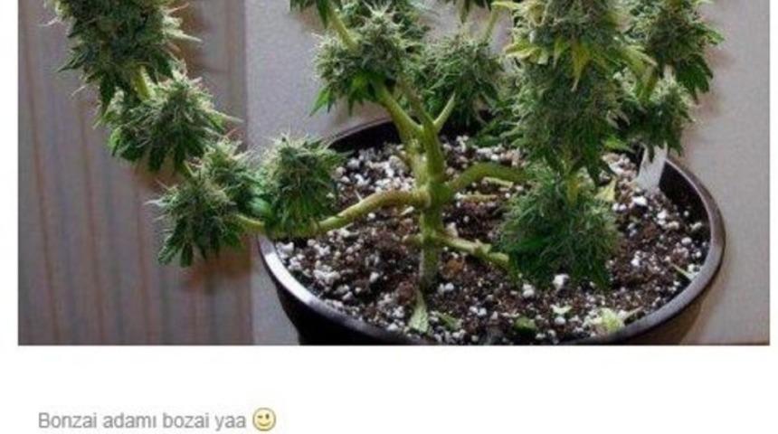 &rsquo;Bonzai adamı bozai ya&rsquo;