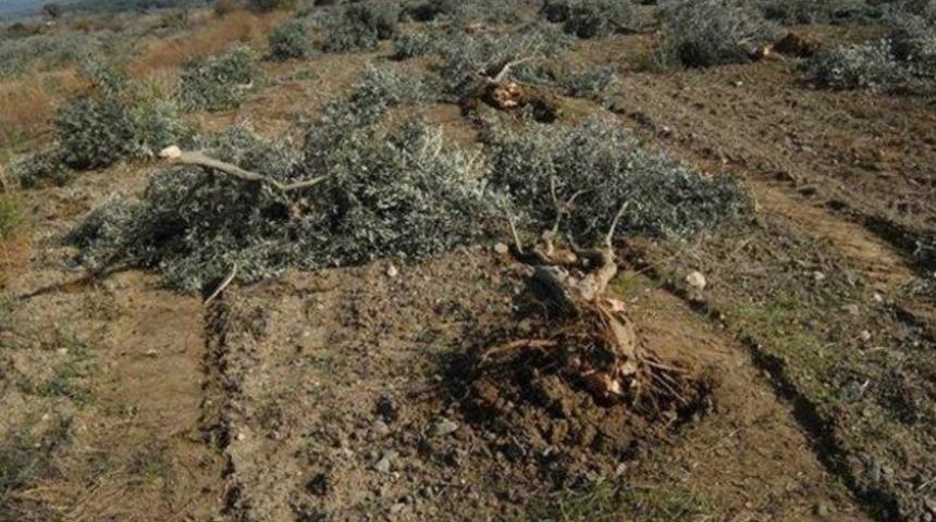 Zeytinlerin kesileceği ÇED raporunda yok