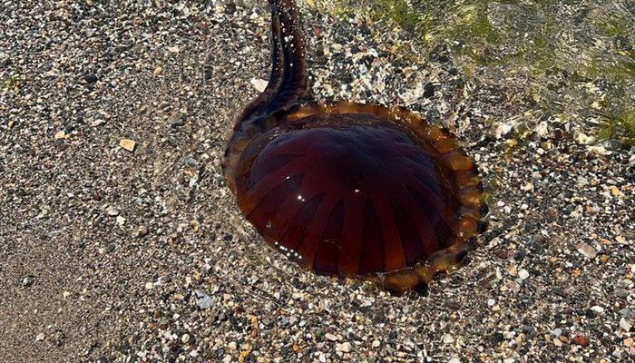 Çanakkale'de görülmüştü! Pusula denizanası şimdi de İzmit Körfezi'ni bastı... - Son Dakika Haberler