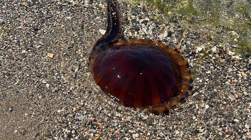 Çanakkale'de görülmüştü! Pusula denizanası şimdi de İzmit Körfezi'ni bastı...