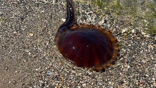 Çanakkale'de görülmüştü! Pusula denizanası şimdi de İzmit Körfezi'ni bastı...