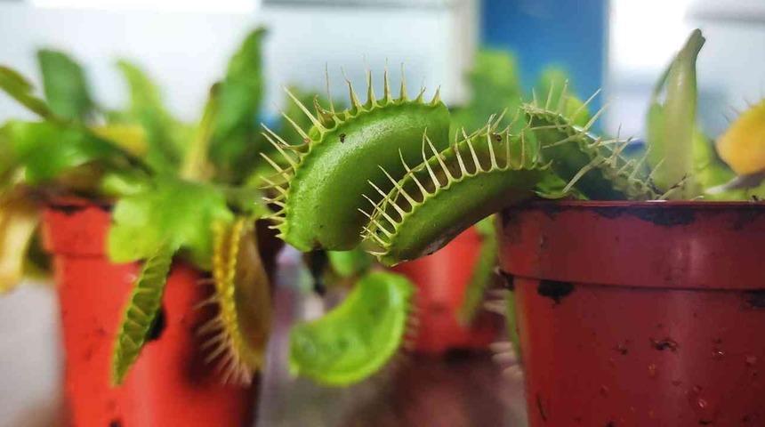 Sinek ve böcekle beslenen bitkiler yok satıyor!