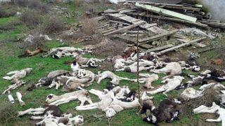 Hayvan ölümleri tedirgin ediyor