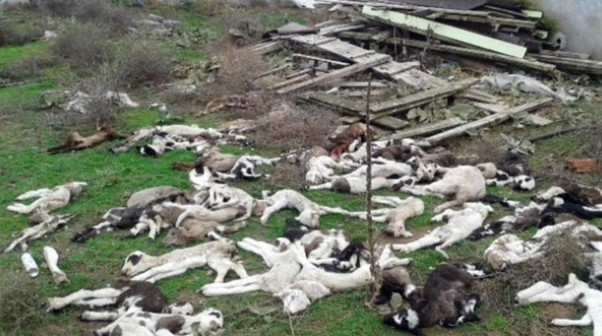 Hayvan ölümleri tedirgin ediyor