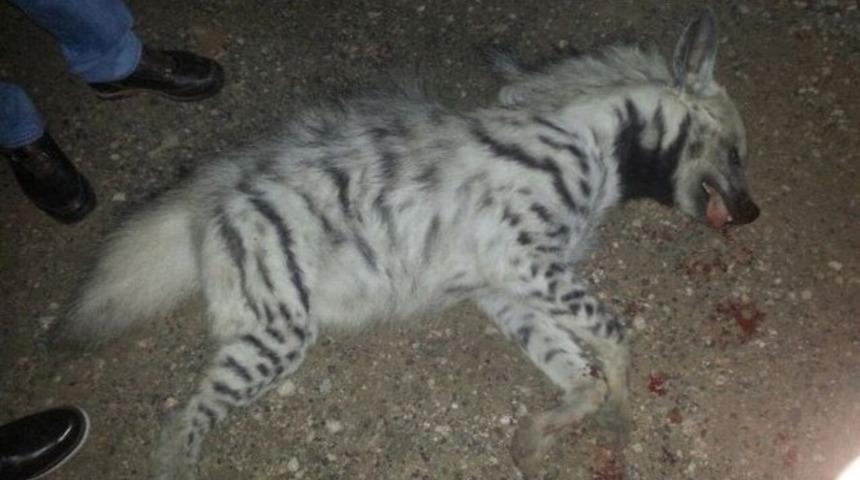 Uydu ile aranan Çizgili Sırtlan telef oldu