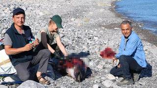 Karadeniz'deki tedirgin eden yunus ölümlerinde dikkat çeken detay! 'Devam eden savaştan dolayı...'
