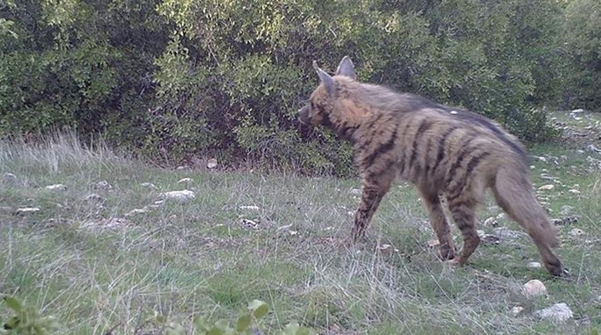 Adıyaman'da sırtlan saldırısı! Vatandaşlar müdahale etti ama...