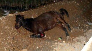 Aracın çarptığı at 2 saat can çekişti