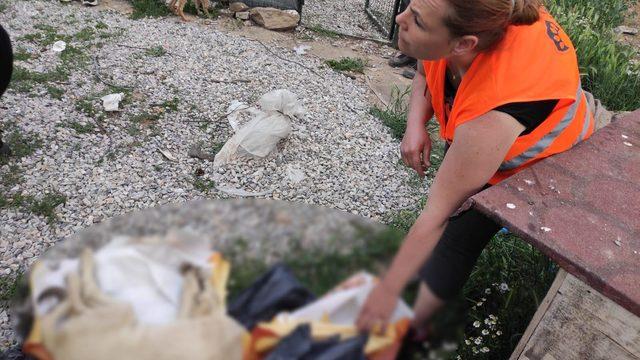 Ankara'da vahşet! Yavru köpekleri korkunç yöntemle zehirlediler