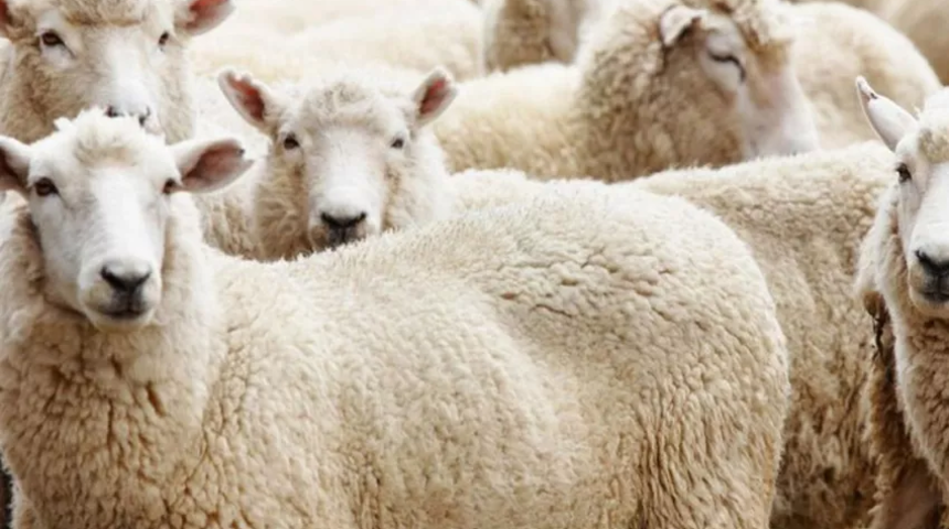 Kurban Bayramı ne zaman? 2022 Bayram tatili kaç gün olacak?