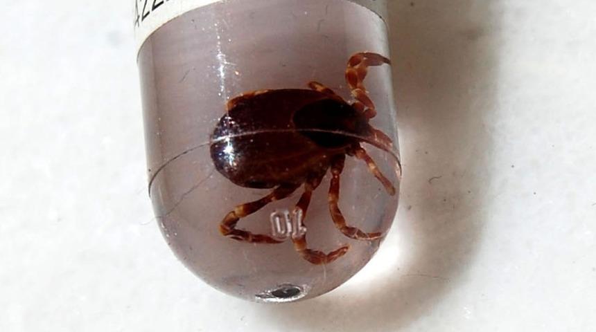 Kene ısırması öldürür mü? Kene nasıl çıkarılır? Isırdığında ne olur?