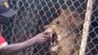 Büyük bir panikle izlediler! Aslan bakıcısının parmağını saniyeler içinde koparttı