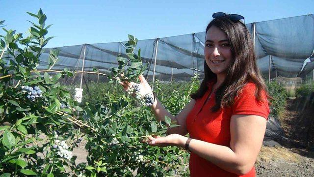 Tek tek elle toplanıyor! Kilosu 360 TL’den satılıyor