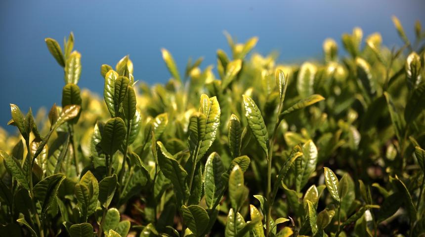 Rizelilerden ilginç deneme! Uzaya çay gönderecekler