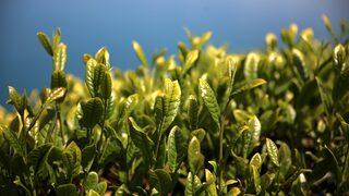 Rizelilerden ilginç deneme! Uzaya çay gönderecekler