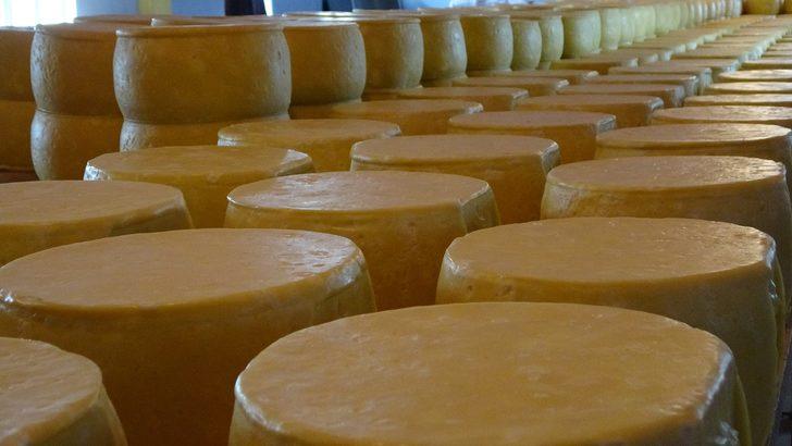 50 tondan 30 milyon liralık katkı! Kaşar peynirinin yapımını okurken bile yorulacaksınız G1