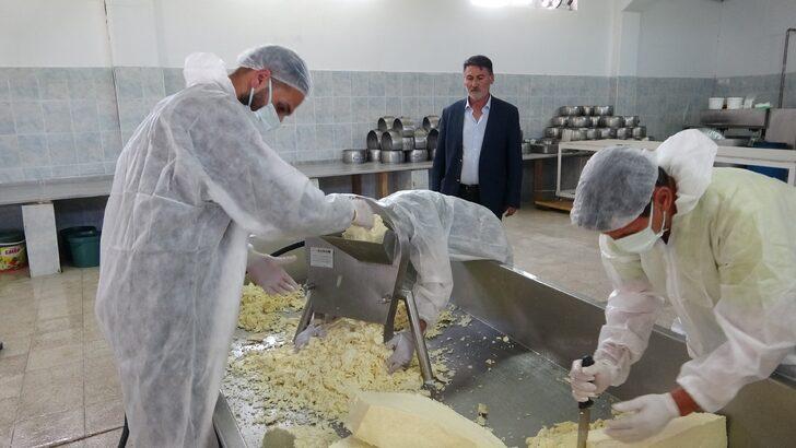 50 tondan 30 milyon liralık katkı! Kaşar peynirinin yapımını okurken bile yorulacaksınız G5