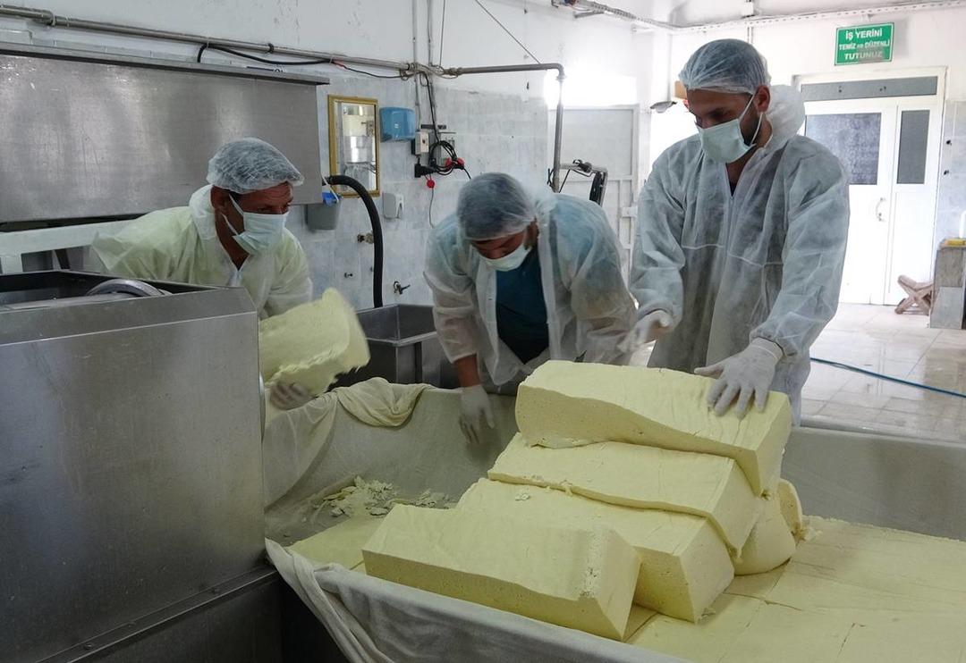 50 tondan 30 milyon liralık katkı! Kaşar peynirinin yapımını okurken bile yorulacaksınız