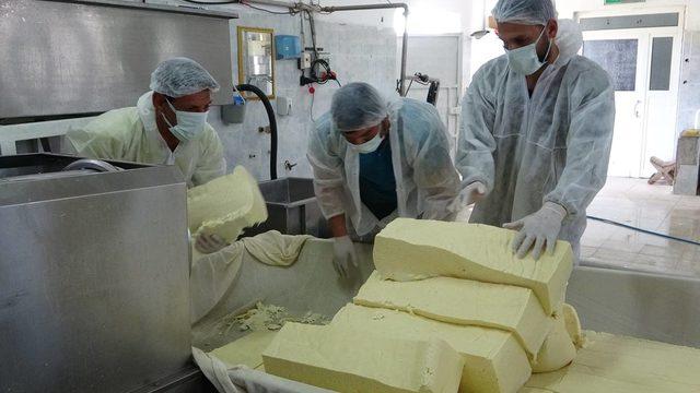 50 tondan 30 milyon liralık katkı! Kaşar peynirinin yapımını okurken bile yorulacaksınız