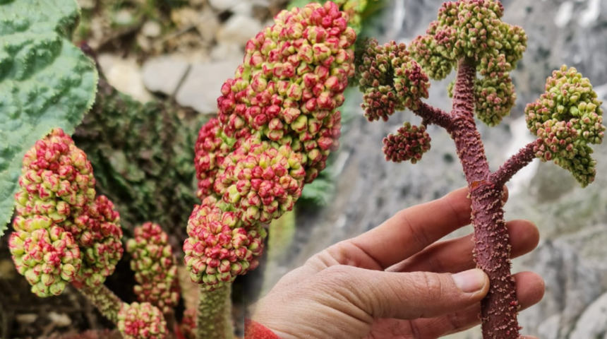 Gördüğünüz yerde toplayın! Kanserden korur, kolesterolü düşürür, kaynatıp suyunu içtiğinizde... Bin derde deva ışgının faydaları