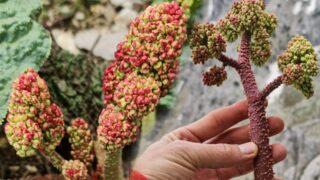 Gördüğünüz yerde toplayın! Kanserden korur, kolesterolü düşürür, kaynatıp suyunu içtiğinizde... Bin derde deva ışgının faydaları