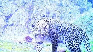 Türkiye’de Anadolu leoparı tekrar görünmeye başladı! Heyecan yaratan gelişme…