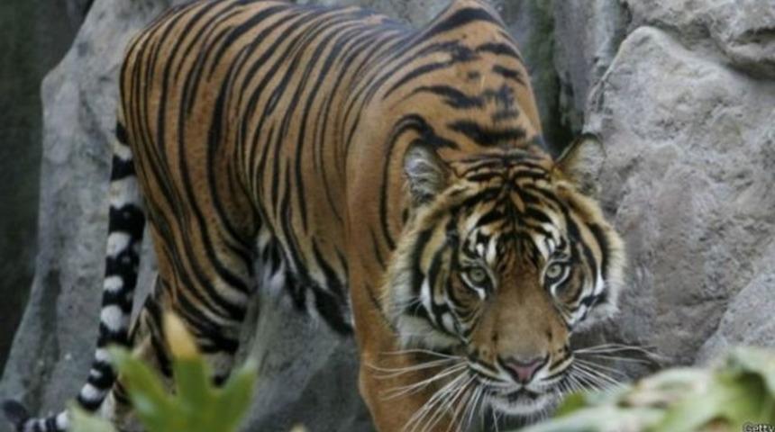 Bakıcısını öldüren kaplan 'yaşayacak'