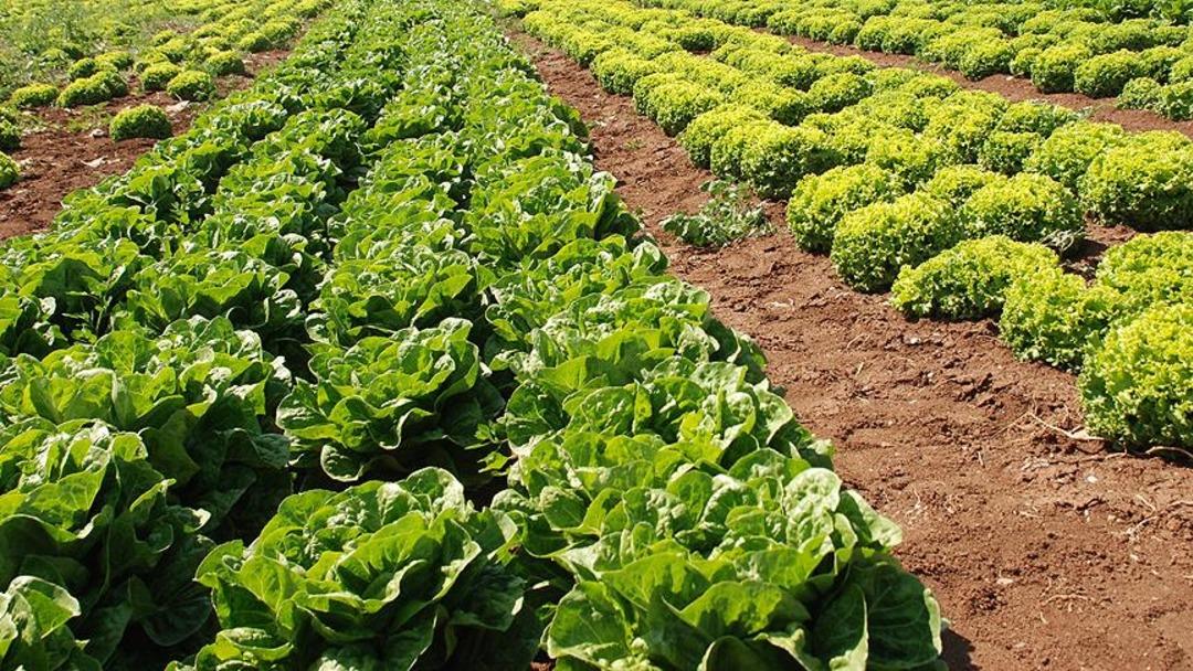 Kış ayında sebze ekilir mi? Soğuğa dayanıklı 10 sebze a&ccedil;ıklandı! 2