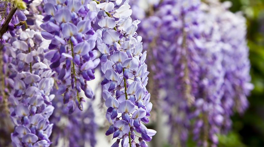 Yaz için vazgeçilmez içecek! Üstelik hafızayı güçlendiriyor…