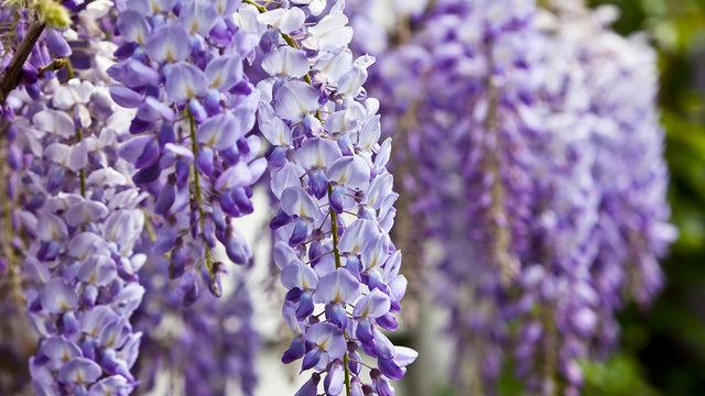 Yaz için vazgeçilmez içecek! Üstelik hafızayı güçlendiriyor…