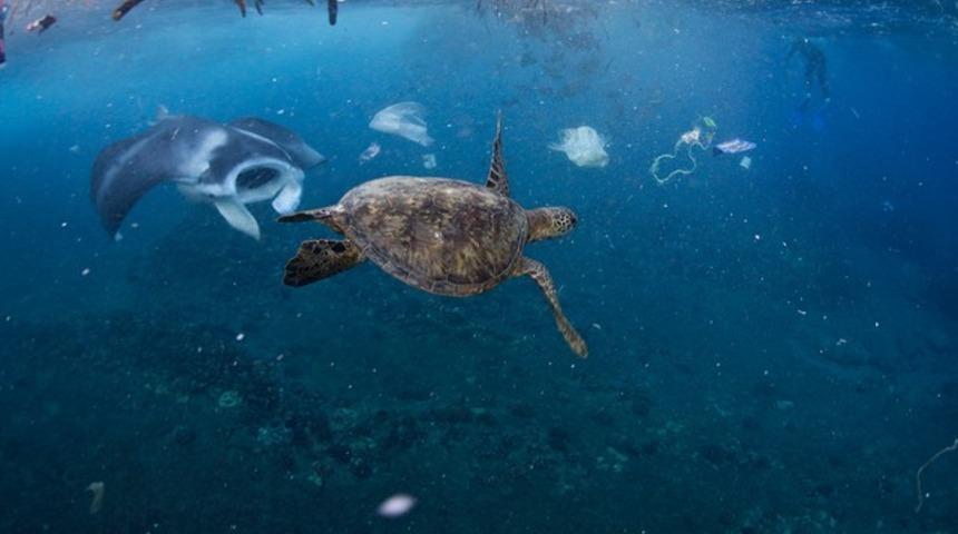 Okyanuslar çok yakında deniz canlılarına oksijen yetiştiremeyecek