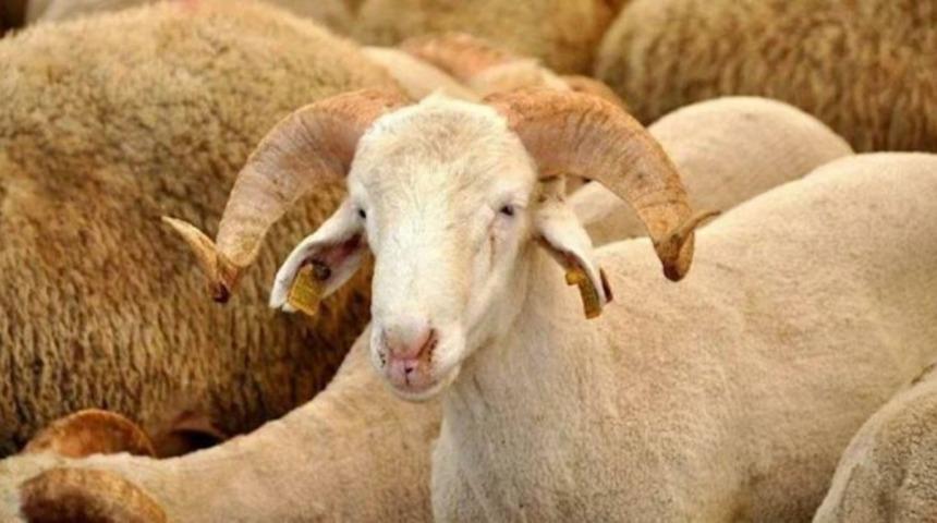 Kurban Bayramı ne zaman, bayram tatili kaç gün? 2022 Kurban Bayramı tatili 9 gün mü olacak?