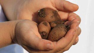 Tazesinin kilosu 300, tozu bin 800 TL