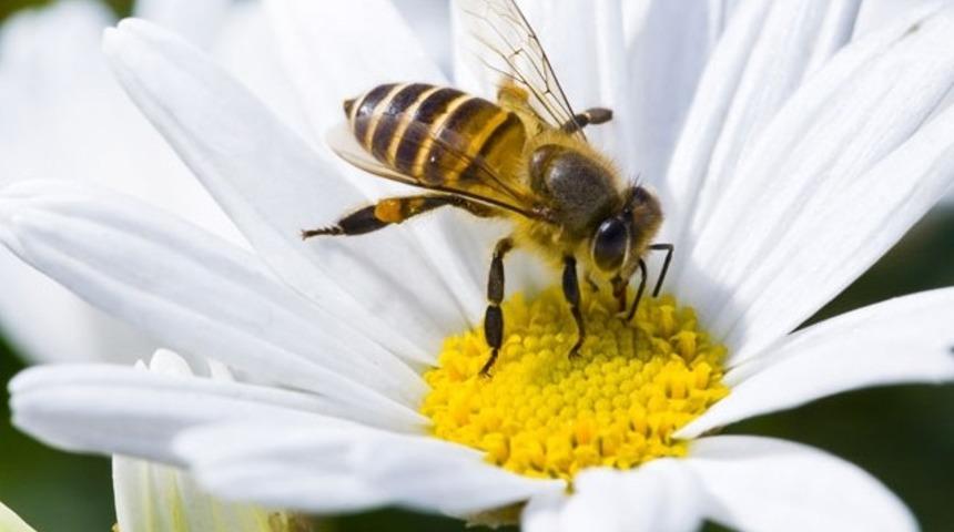 Arılar ilk kez nesli t&uuml;kenmekte olan canlılar listesinde