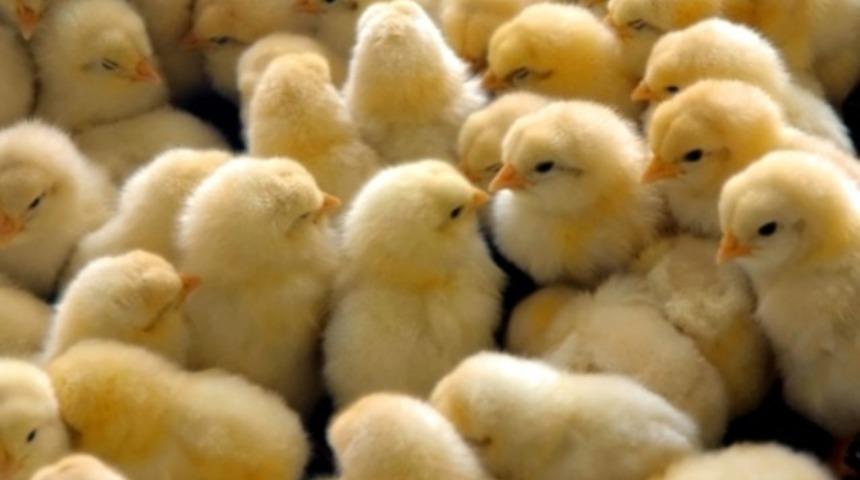 Özbekistan'da öğretmen maaşları 'civcivle ödendi'