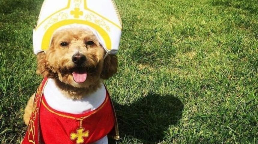 ABD'de Papa kost&uuml;ml&uuml; k&ouml;pek akımı