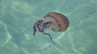 Dünyanın en zehirli türleri arasında! Tekirdağ'da görüntülendi: Temas edilmesi halinde...