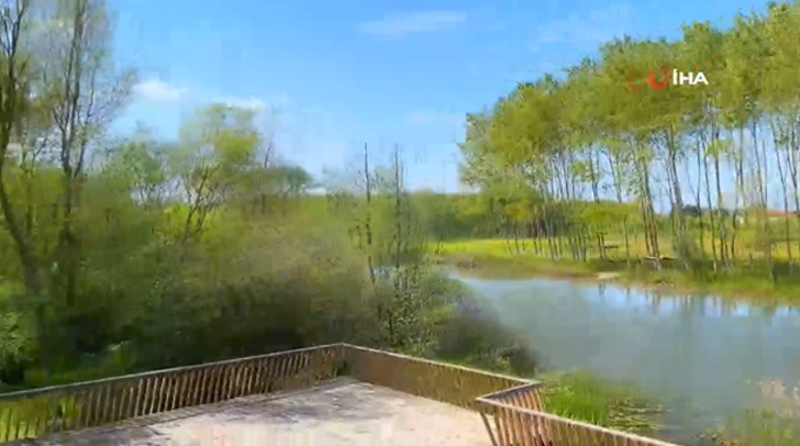 Dünyanın en büyük ikinci longozu Acarlar Longozu, turist akınına uğradı! “Saklı cennet” G2