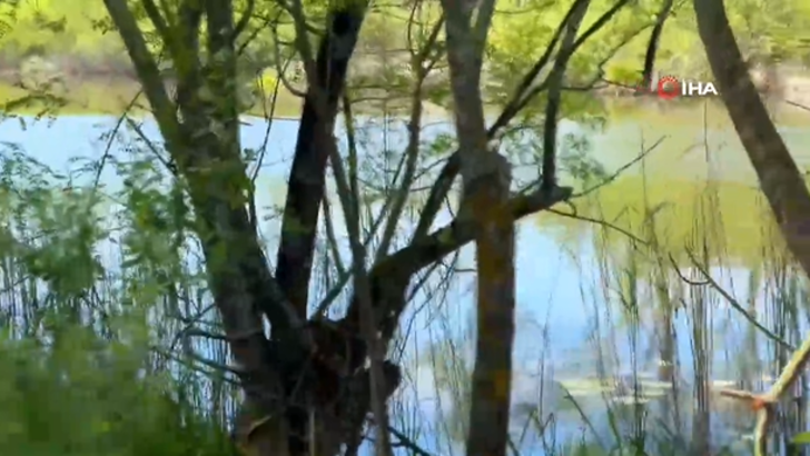 Dünyanın en büyük ikinci longozu Acarlar Longozu, turist akınına uğradı! “Saklı cennet” G3