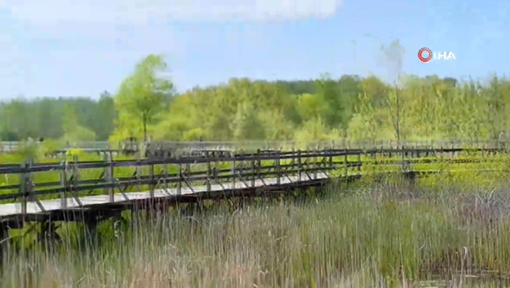 Dünyanın en büyük ikinci longozu Acarlar Longozu, turist akınına uğradı! “Saklı cennet” G5