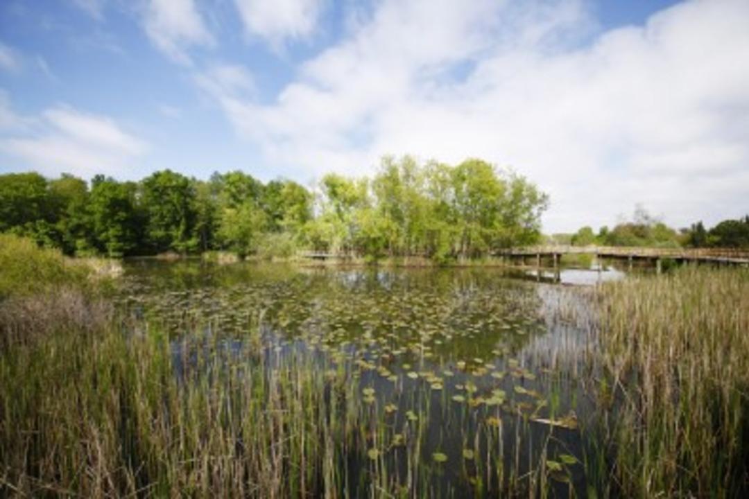 D&uuml;nyanın en b&uuml;y&uuml;k ikinci longozu Acarlar Longozu, turist akınına uğradı! &ldquo;Saklı cennet&rdquo;