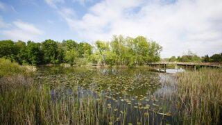 Dünyanın en büyük ikinci longozu Acarlar Longozu, turist akınına uğradı! “Saklı cennet”