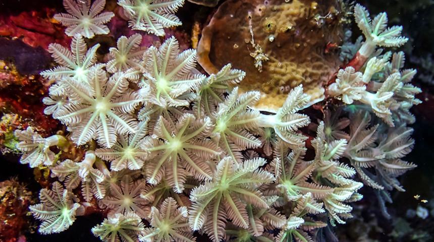 Kanser ilacının doğal üreticisi: Mercanlar! Bilim insanlarından inanılmaz başarı