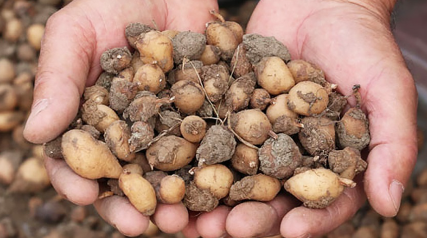 Metabolizma canavarı, cinsel g&uuml;c&uuml; arttırır, kabızlık ve şişkinliği giderir! Salebin faydaları nelerdir?